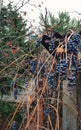 Bunches of blue homemade grapes on a background of dry vines Royalty Free Stock Photo