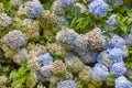 Bunches of blue and yellows hydrangeas. Colorful flowers background