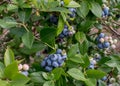 Bunches of blueberries grow on a vine Royalty Free Stock Photo