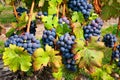 Bunches of Cabernet Grapes