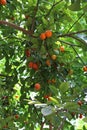 Bunches of Calamondin Oranges ripening on the branches of some trees Royalty Free Stock Photo