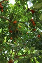 Mature Calamondin Orange trees filled with bunches of oranges ripening on their branches Royalty Free Stock Photo