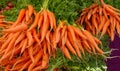 Bunches of Carrots Royalty Free Stock Photo