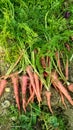 bunches of carrots Spread on send garden