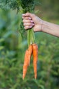 Bunches of carrots with tops Royalty Free Stock Photo