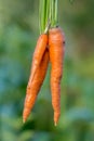 Bunches of carrots with tops Royalty Free Stock Photo