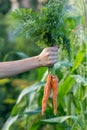 Bunches of carrots with tops