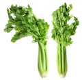 Bunches of Celery Royalty Free Stock Photo