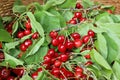 Bunches of cherries freshly picked with leaves in a wicker basket. Royalty Free Stock Photo