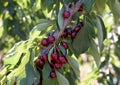 Bunches of cherries on a tree on a summer day Royalty Free Stock Photo