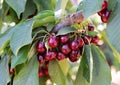 Bunches of cherries on a tree on a summer day