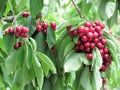 Bunches of Cherry Fruit Tree