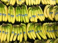 Bunches of Chiquita Bananas for sale in a produce department of a grocery store Royalty Free Stock Photo