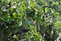 Bunches of chokeberry. Harvesting black mountain ash berries. Ripe berries of chokeberry. A source of vitamins.