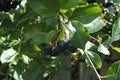 Bunches of chokeberry. Harvesting black mountain ash berries. A source of vitamins. Royalty Free Stock Photo