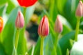 Bunches of pink tulip buds in the garden