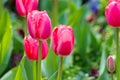 Bunches of Closeup pink tulips in the garden Royalty Free Stock Photo