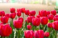 Bunches of Closeup red tulips in blossom