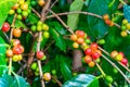 Bunches of colorful coffee fruit