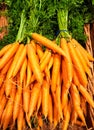 Bunches of colorful orange carrots with green tops