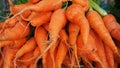 Bunches of colorful orange carrots