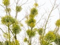 Bunches of common mistletoe on tree branches against a sky