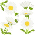 Bunches of daisies Royalty Free Stock Photo
