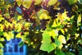 Bunches of dark grapes with leaves in the garden. Blue fence in the background. The concept of gardening and growing crops. Royalty Free Stock Photo