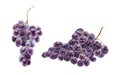 Bunches of dark grapes. Watercolor hand drawn botanical illustration. Ingredient in wine, vinegar, juice, cosmetics