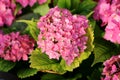 Bunches of dark pink flowers of Hydrangea or Hortensia garden shrub fully open blooming with pointy petals surrounded with green