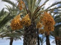 Bunches of date fruits hanging on a palm tree Royalty Free Stock Photo