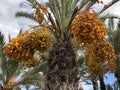 Bunches of date fruits hanging on a palm tree Royalty Free Stock Photo