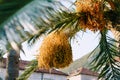 Bunches of dates hang on green palm branches Royalty Free Stock Photo