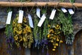 Bunches of herbal plants hanging on old wooden wall