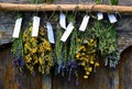 Bunches of dry herbal plants hanging on wooden wall Royalty Free Stock Photo