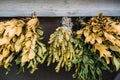 Bunches of dry medicinal plants. Bay leaves, lemongrass are dried Royalty Free Stock Photo