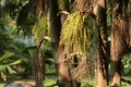 Clustered Fishtail Palm Caryota Urens tree in the nature park