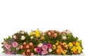Bunches of flowers Royalty Free Stock Photo