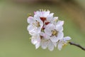 Bunches of flowers of gently pink cherry on a natural background. Macro photo of a flower in soft and pastel colors. Royalty Free Stock Photo