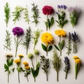 Bunches of Flowers Herbs and Dried Flowers in Kraft Packaging on White Background