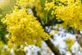 Bunches of fluffy yellow mimosa spring flower in the sunbeams. Nature and gardening concept. Springtime