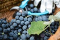 Bunches of fresh blue grapes in a bucket in the vineyard Royalty Free Stock Photo