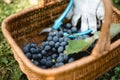 Bunches of fresh blue grapes in a bucket in the vineyard Royalty Free Stock Photo