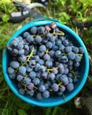 Bunches of fresh blue grapes in a bucket in the vineyard