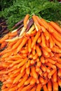 Bunches of fresh carrots