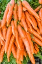 Bunches of fresh carrots at the market