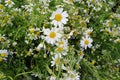 Bunches of fresh chamomile flowers Royalty Free Stock Photo