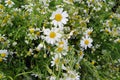 Bunches of fresh chamomile flowers