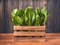 Bunches of fresh chard