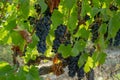 Bunches of fresh dark black ripe grape fruit on green leaves and brown trunk in winery field under soft sunlight at havest season Royalty Free Stock Photo